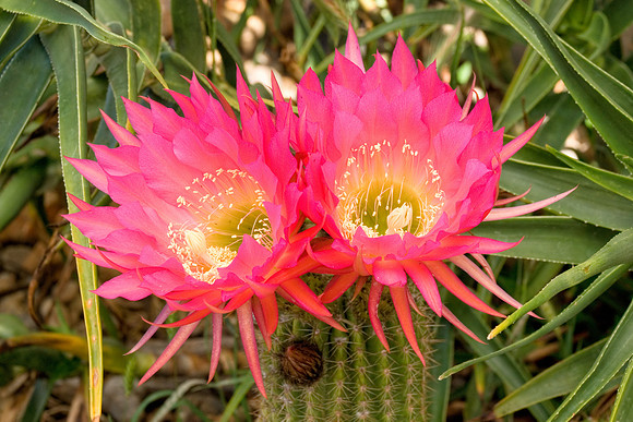 Flowering-24