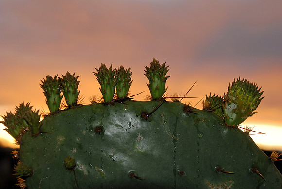 Storm & Cacti-12