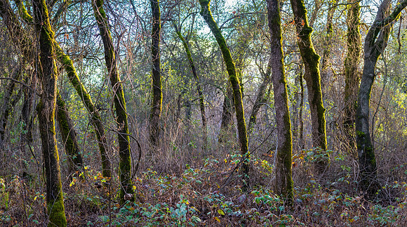 Churn Creek Greenway