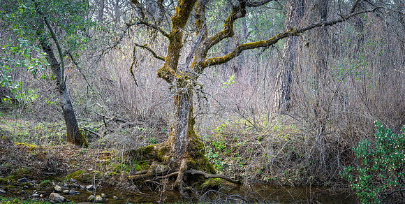 Churn Creek Greenway