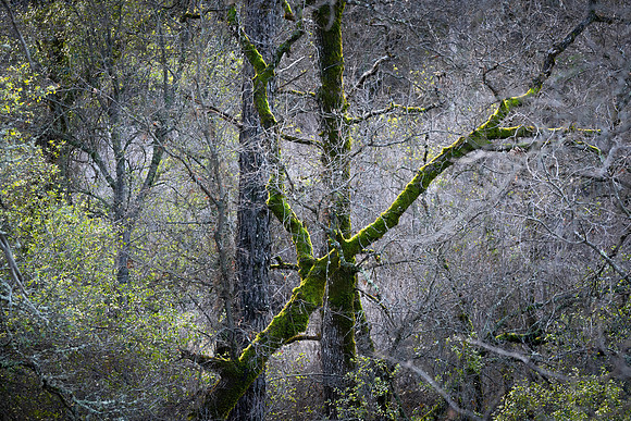 Churn Creek Greenway