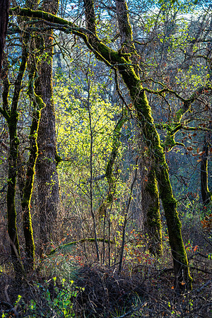 Churn Creek Greenway