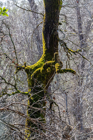 Churn Creek Greenway