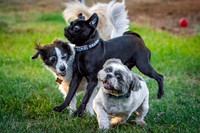 Dogs