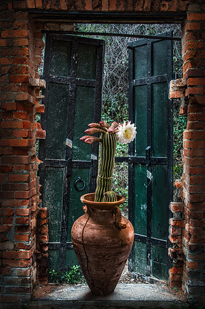 Night Flowers