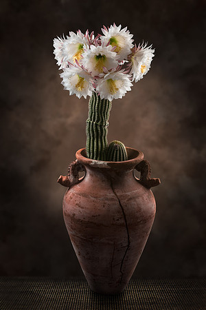 Night Flowers