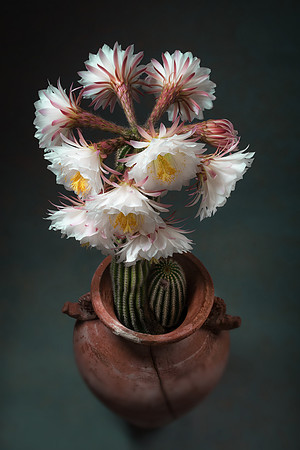 Night Flowers
