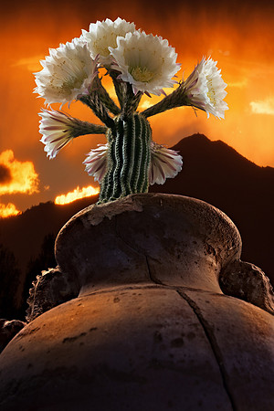Night Flowers