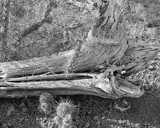 Cactus16x20-360