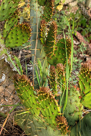 Storm & Cacti-5 crop