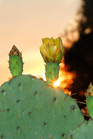 cactus at sunset