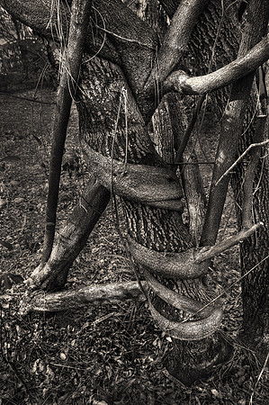 Anaconda Tree