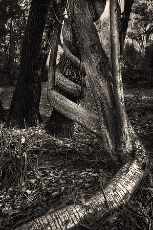 Anaconda Tree