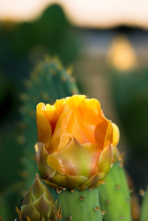 Cactus Flower 11