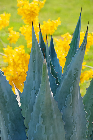 Blue and Yellow