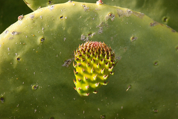 Storm & Cacti-1