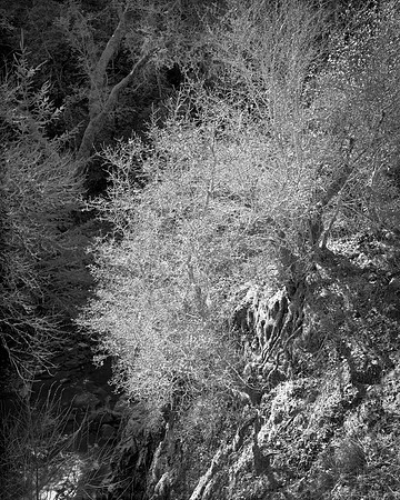 Austin Creek state park.